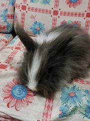 Momo - Angora Rabbit + Lionhead Rabbit