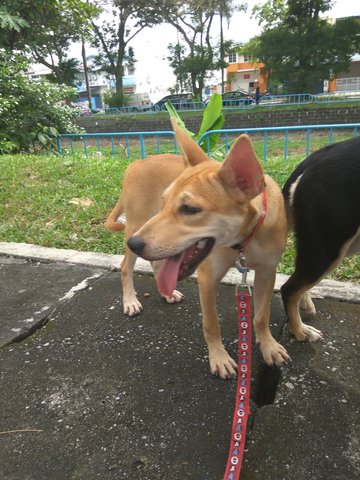 Bella Girl  - Mixed Breed Dog