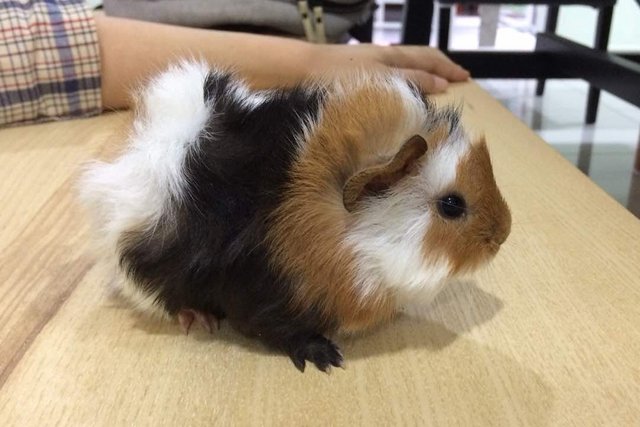 PF87620 - Guinea Pig Small & Furry