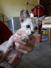 Siamese Kitten Boy - Siamese + Oriental Short Hair Cat