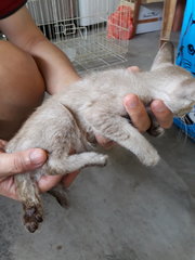 Siamese Kitten Boy - Siamese + Oriental Short Hair Cat