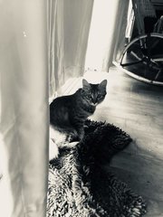 Frida Katlo - Tortoiseshell + Domestic Medium Hair Cat