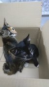 Batman &amp; Fearless - Domestic Short Hair + Domestic Medium Hair Cat