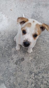 Blondie - Mixed Breed Dog