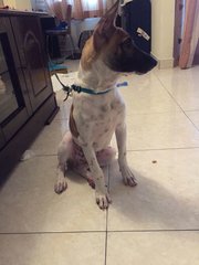 Snoopy - Mixed Breed Dog