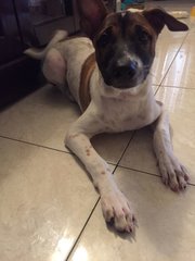 Snoopy - Mixed Breed Dog