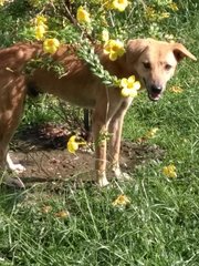 Max - Mixed Breed Dog