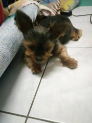 Bubu - Yorkshire Terrier Yorkie Dog