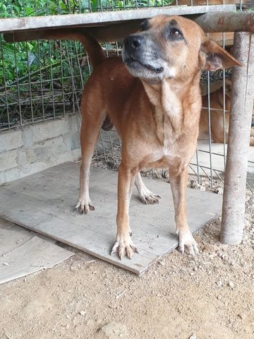 Buddy The Old Faithful  - Mixed Breed Dog