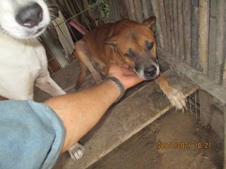 Buddy The Old Faithful  - Mixed Breed Dog