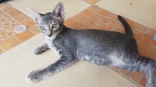 Abu - Domestic Short Hair Cat