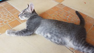 Abu - Domestic Short Hair Cat