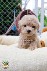 Adorable Male Crea3m Tiny Toy Poodle Pup - Poodle Dog