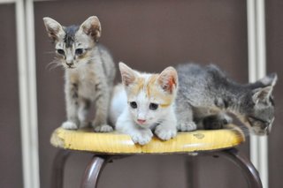 Peanuts, Maverick And Lola - Domestic Short Hair Cat