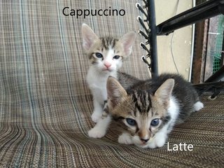 Latte &amp; Cappuccino - Domestic Short Hair + Tabby Cat