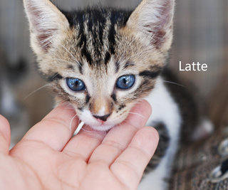 Latte &amp; Cappuccino - Domestic Short Hair + Tabby Cat