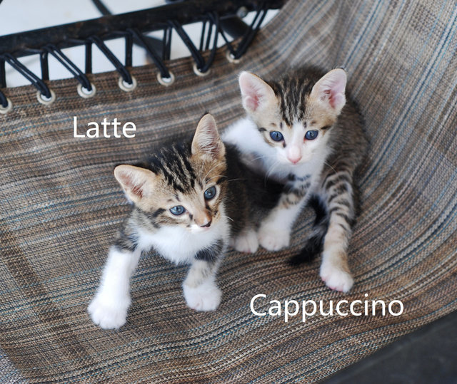 Latte &amp; Cappuccino - Domestic Short Hair + Tabby Cat