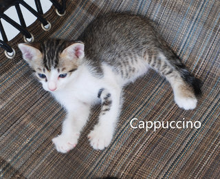 Latte &amp; Cappuccino - Domestic Short Hair + Tabby Cat