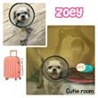 Zoey - Shih Tzu Dog