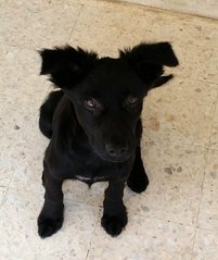 Border Collie Mix - Mixed Breed Dog