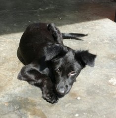 Border Collie Mix - Mixed Breed Dog