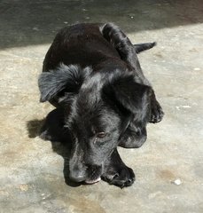 Border Collie Mix - Mixed Breed Dog