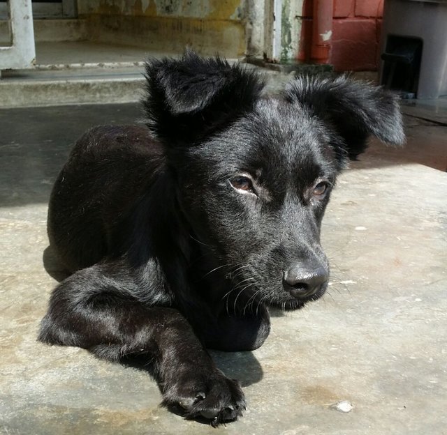 Border Collie Mix - Mixed Breed Dog