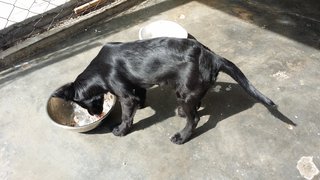 Border Collie Mix - Mixed Breed Dog