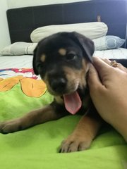 Kopi Sibling Of Milo Here Till 27 May - Mixed Breed Dog