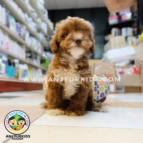 Male Parti Color Mal1tese Mix Poodle Pup - Maltese + Poodle Dog