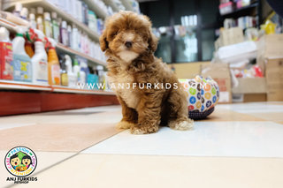 Male Parti Color Mal1tese Mix Poodle Pup - Maltese + Poodle Dog