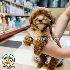 Male Parti Color Mal1tese Mix Poodle Pup - Maltese + Poodle Dog