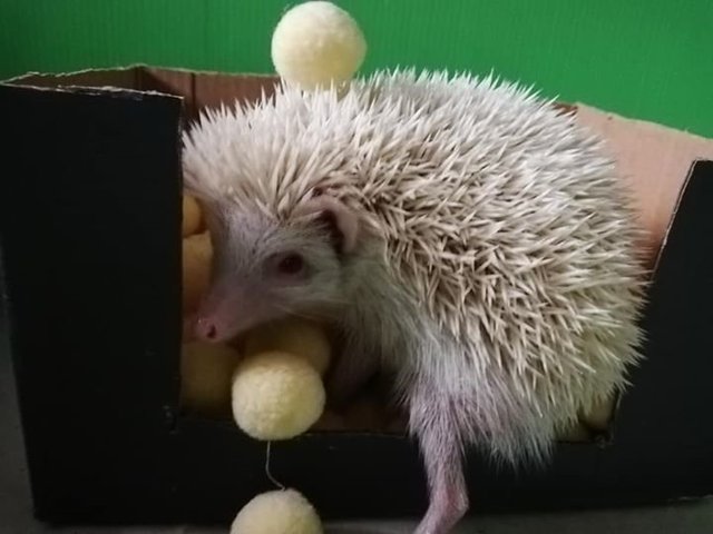 Albino Hedgehog - Hedgehog Small & Furry