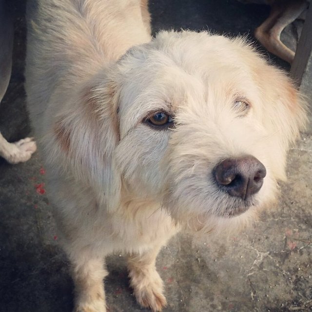 Terrier Mix Dog For Adoption - 5 Years 9 Months, Terrier Mix (Cream