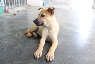 Cookies - Mixed Breed Dog