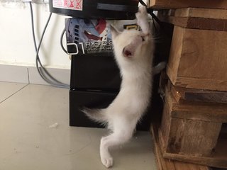 2 Adorable Kittens Up For Adoption - Singapura + Domestic Medium Hair Cat