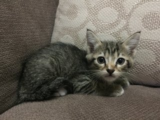 Kiwi Raya - Domestic Short Hair Cat