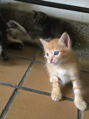 Cute Kitties - Domestic Medium Hair Cat
