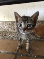 Cute Kitties - Domestic Medium Hair Cat