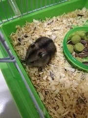 Hamster - Common Hamster Hamster