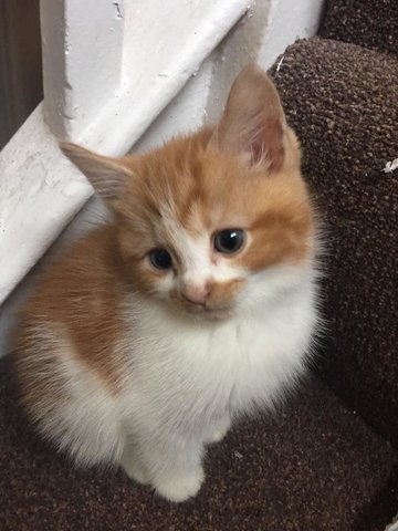 2 Cute Ginger N White Kittens - Domestic Medium Hair Cat