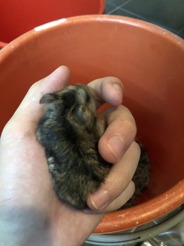 Syrian / Golden Hamster Baby Hamsters For Adoption - 1 Year 8 Months