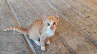 Teh Tarik - Domestic Short Hair Cat