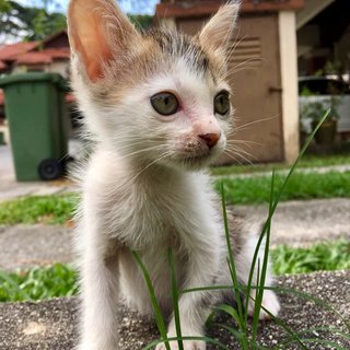 Autumn  - Domestic Medium Hair Cat