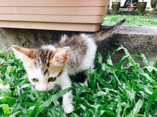 Autumn  - Domestic Medium Hair Cat