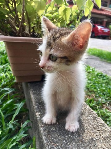 Autumn  - Domestic Medium Hair Cat