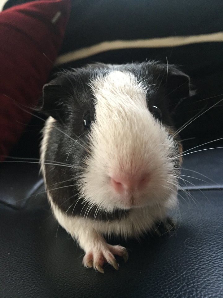 Guinea Pig Small & Furry Adopted - 6 Years 6 Months, Memo, Cookie 