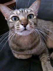 Kittykat - Domestic Short Hair Cat