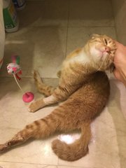 20 Jul 2018: Mama Mia loves head rubs!