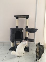 First time exploring cat tree